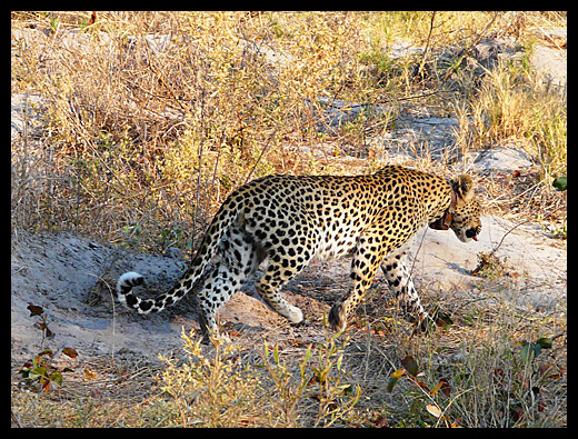 leopard